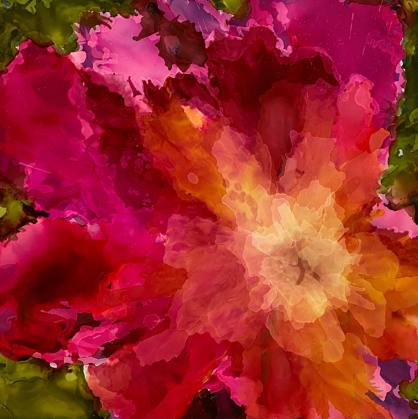 Colorful Zinnia