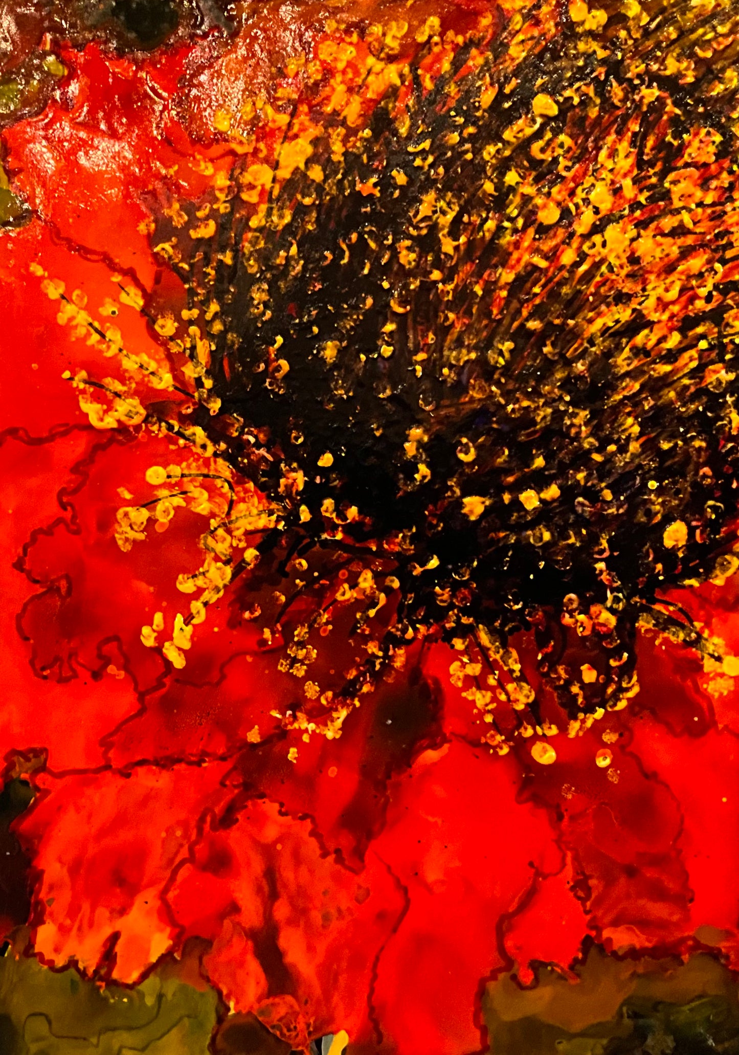 Icelandic Poppy